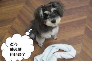 キョトンMシュナ