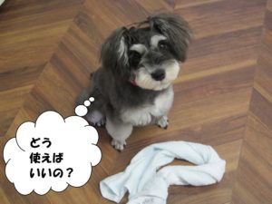 キョトンMシュナ