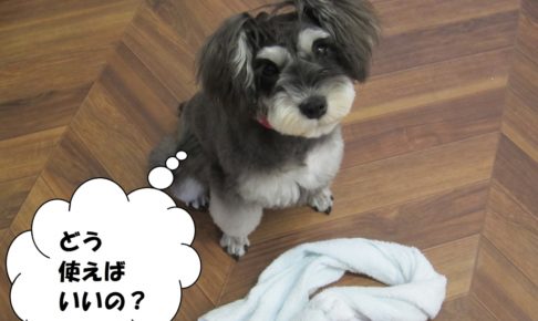 キョトンMシュナ