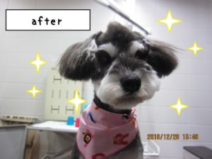 カット後Mシュナ