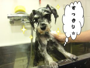 シャンプー中Mシュナ