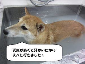 スパ中柴犬