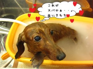 スパ中ミニチュアダックス