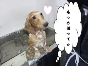 シャンプー中ミニチュアダックス