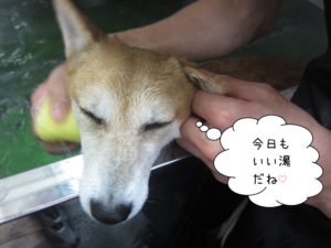 スパ中柴犬