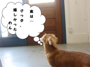 施術後ミニチュアダックス