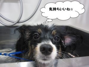 スパ中パピヨン