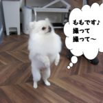 立ってるポメラニアン