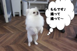 立ってるポメラニアン