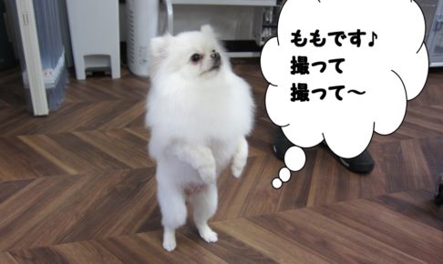 立ってるポメラニアン