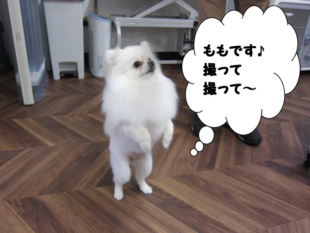 立ってるポメラニアン