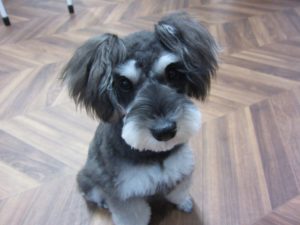 カット後Mシュナ