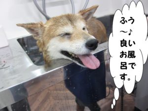 スパ中柴犬