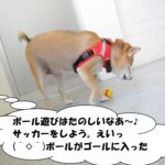 遊ぶ柴犬