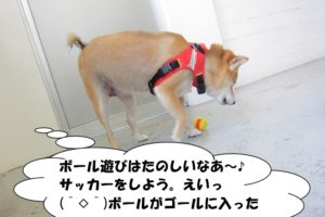 遊ぶ柴犬