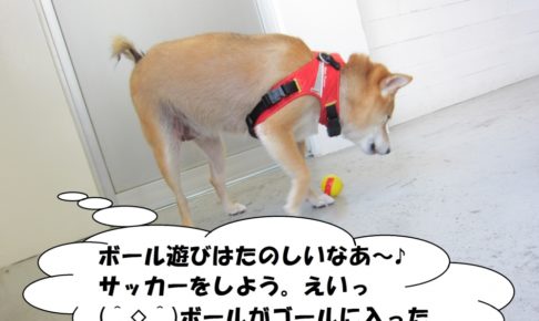 遊ぶ柴犬