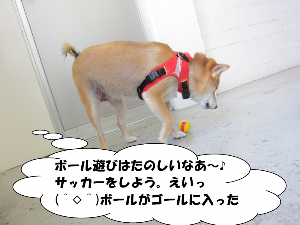 遊ぶ柴犬