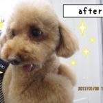 笑顔トイプードル