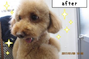 笑顔トイプードル