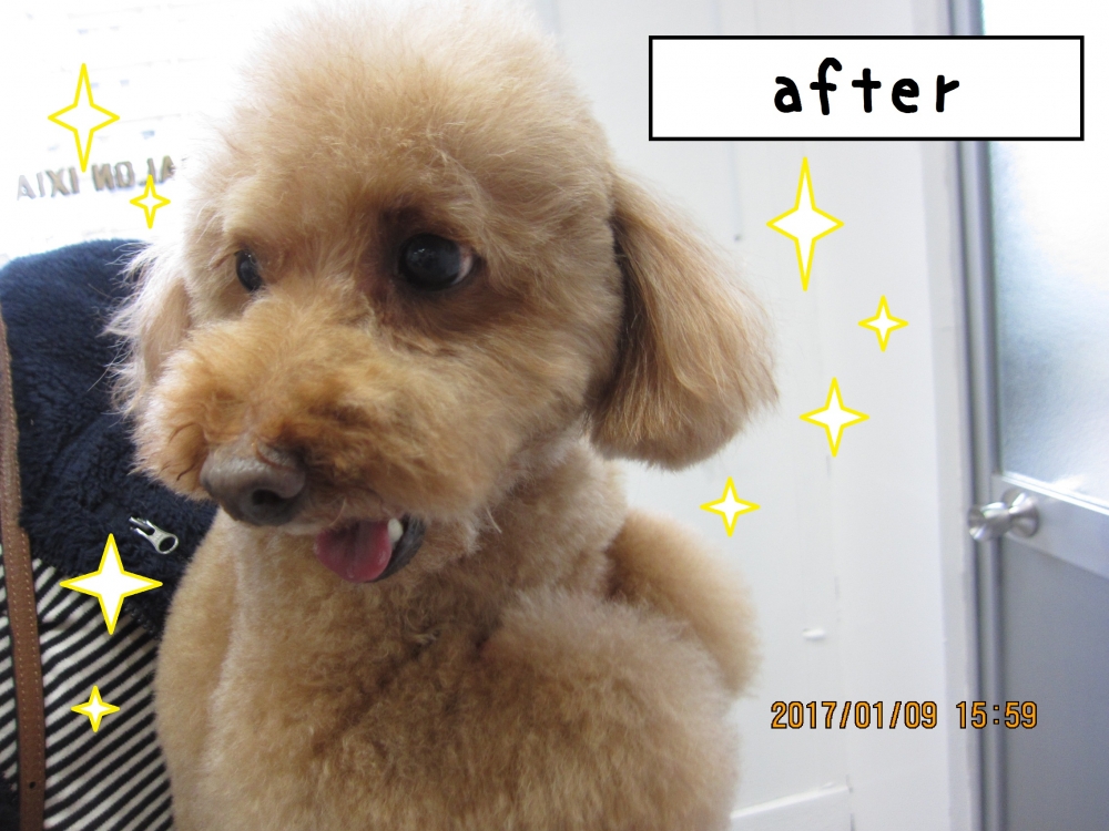 笑顔トイプードル