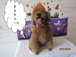 カット後トイプードル