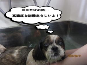 スパ中シーズー