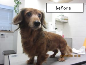 カット前ミニチュアダックス