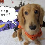 ハロウィンミニチュアダックス