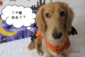 ハロウィンミニチュアダックス