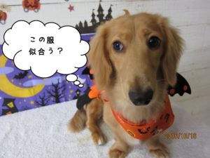 ハロウィンミニチュアダックス