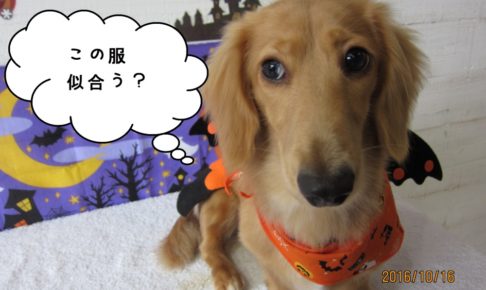 ハロウィンミニチュアダックス