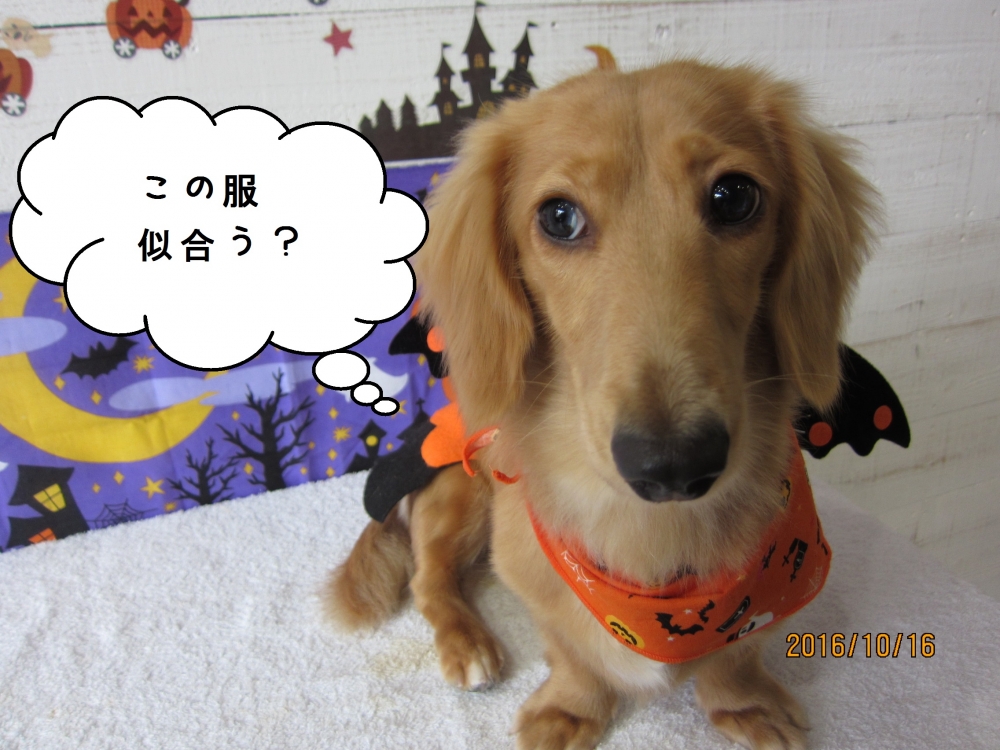 ハロウィンミニチュアダックス