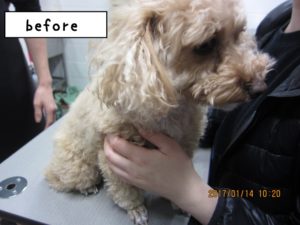 カット前トイプードル