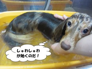 スパ中ミニチュアダックス