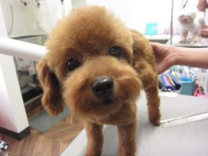 カット前トイプードル