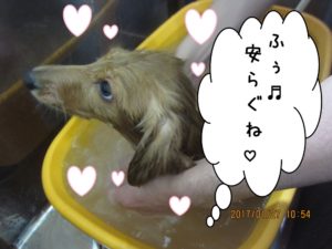 スパ中ミニチュアダックス