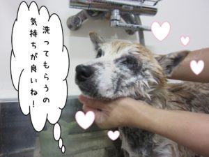 シャンプー中柴犬