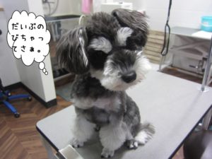 カット前Mシュナ