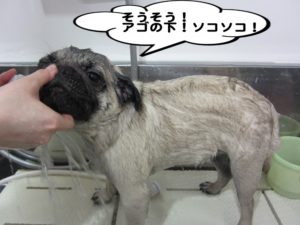 シャンプー中パグ