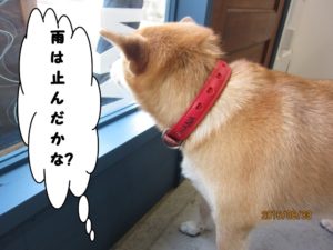 施術後柴犬