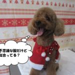 サンタさんトイプードル