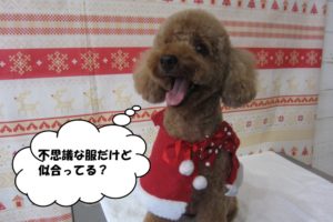 サンタさんトイプードル