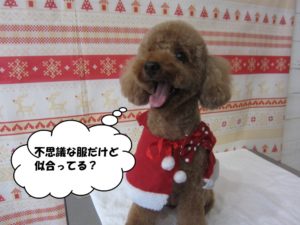 サンタさんトイプードル