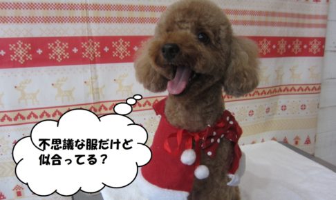 サンタさんトイプードル