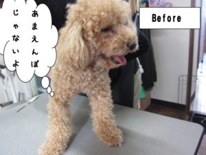 カット前トイプードル