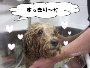 シャンプー中トイプードル