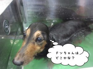 スパ中ミニチュアダックス