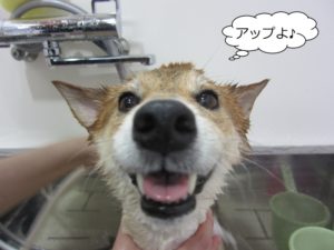 施術後柴犬