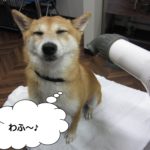 気持ちよさそう豆柴