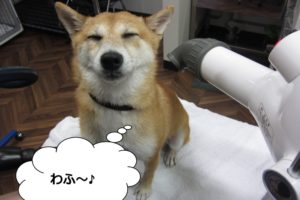 気持ちよさそう豆柴